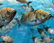 马克 苏祖尼奥 : -Unknown